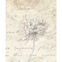 Stamperia  A6 Rice Paper Hintergründe All Around (8pcs)